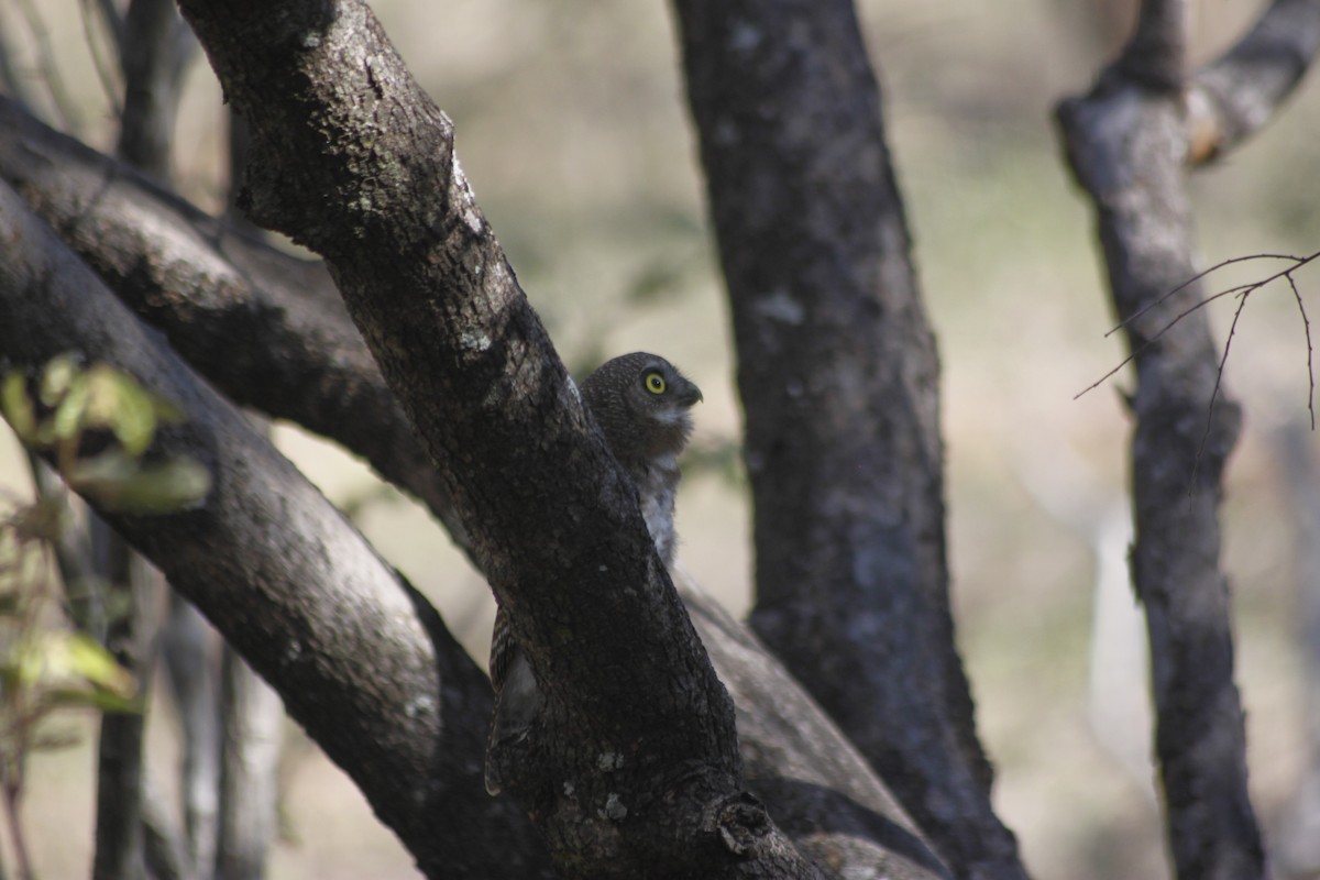 African Barred Owlet (Bar-fronted) - ML609392182