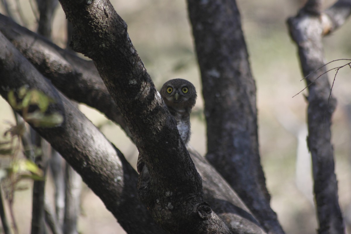 African Barred Owlet (Bar-fronted) - ML609392187