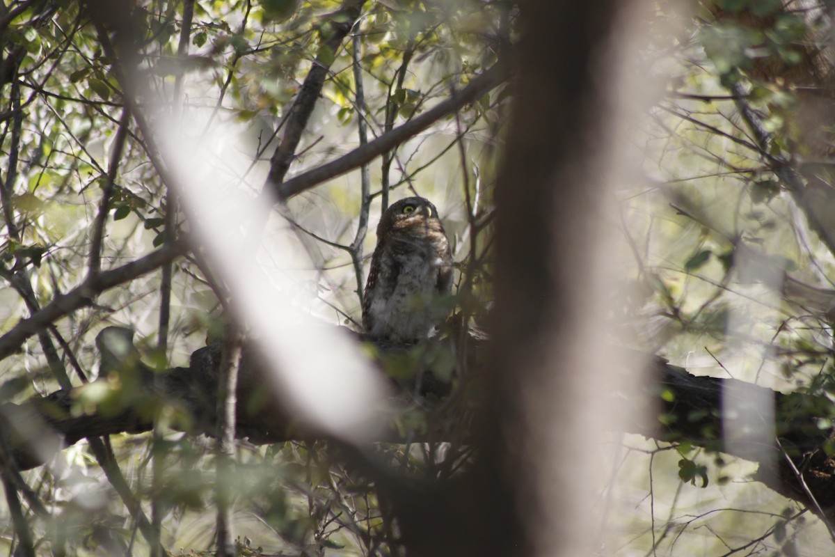 African Barred Owlet (Bar-fronted) - ML609392188