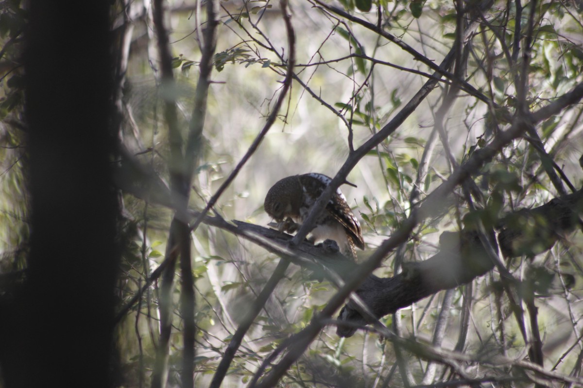 African Barred Owlet (Bar-fronted) - ML609392189