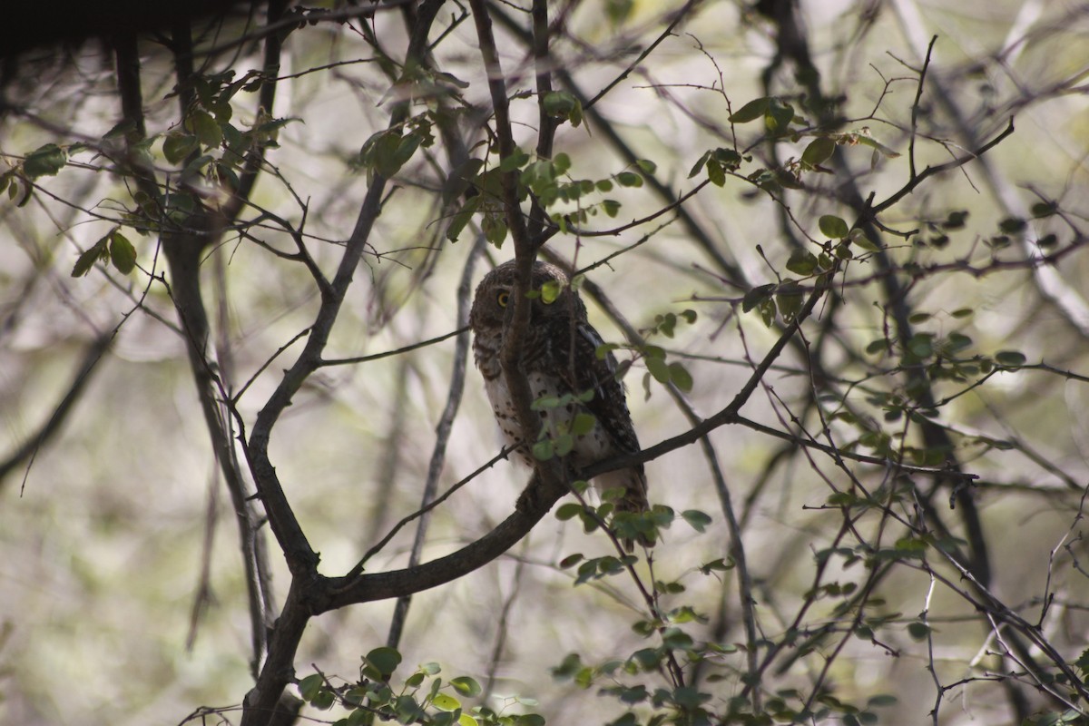 African Barred Owlet (Bar-fronted) - ML609392190