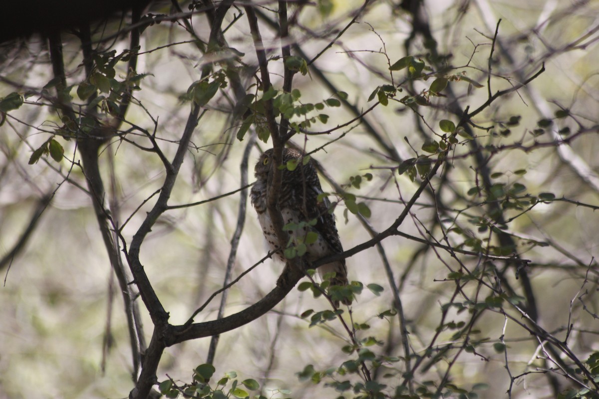 African Barred Owlet (Bar-fronted) - Cameron Blair