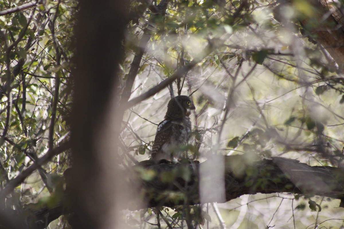 African Barred Owlet (Bar-fronted) - ML609392193