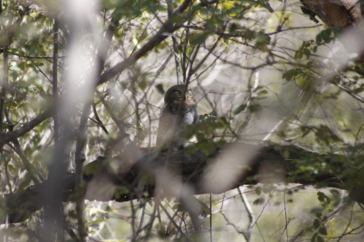 African Barred Owlet (Bar-fronted) - ML609392194