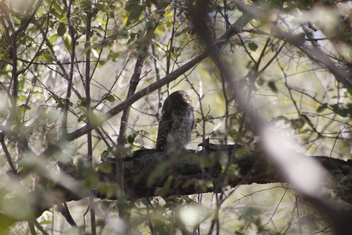 African Barred Owlet (Bar-fronted) - ML609392196