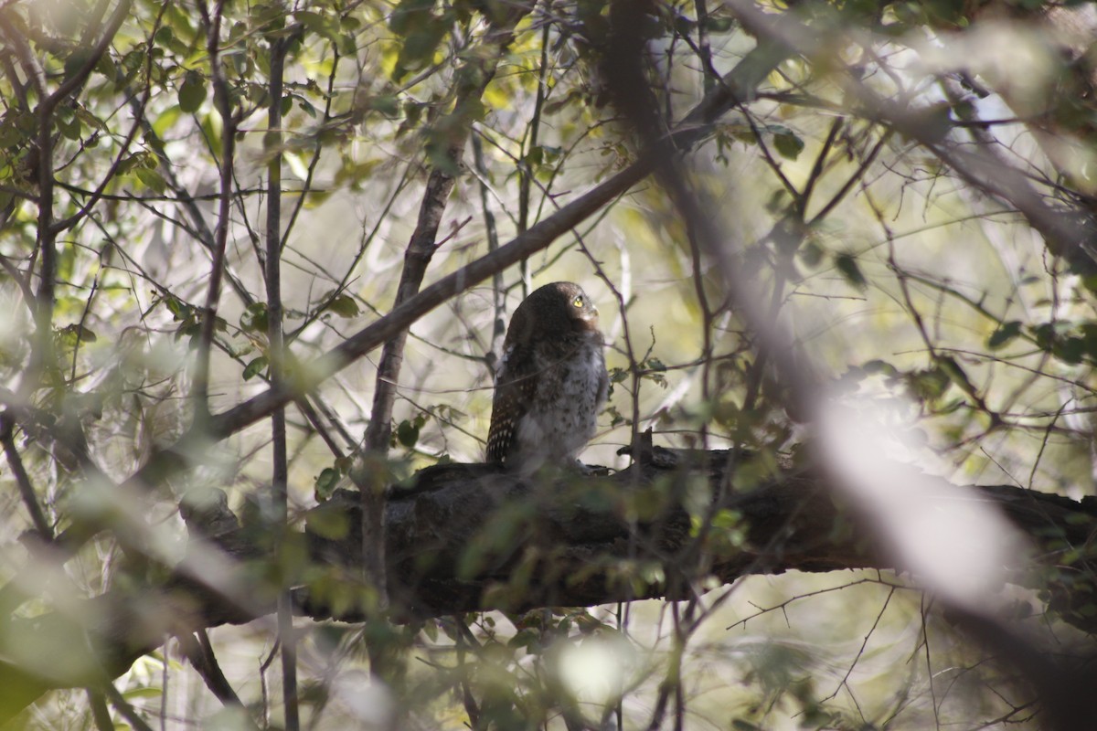 kulíšek africký (ssp. capense/ngamiense) - ML609392196