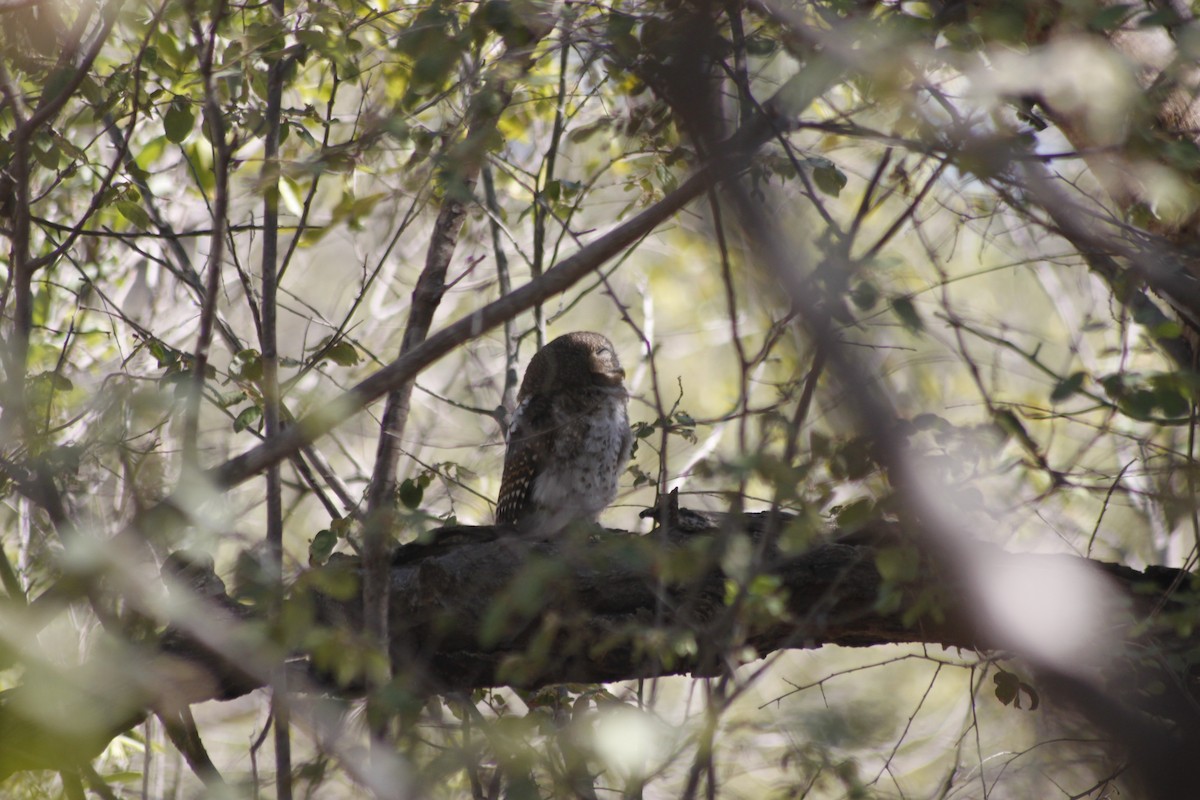 African Barred Owlet (Bar-fronted) - ML609392197