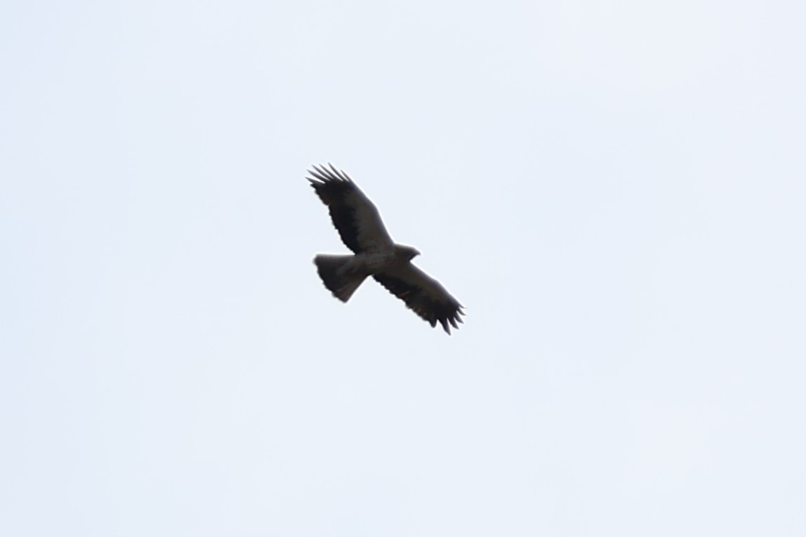 Booted Eagle - ML609392207