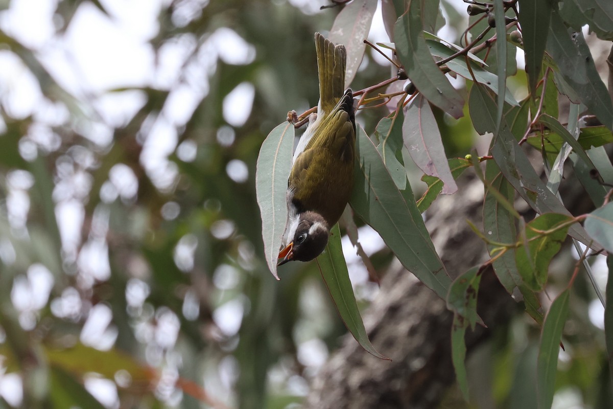 White-throated Honeyeater - ML609392226