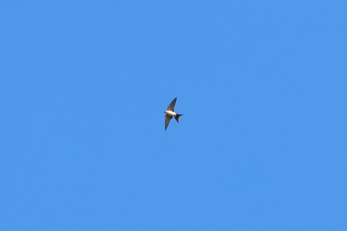 Red-rumped Swallow - ML609392231