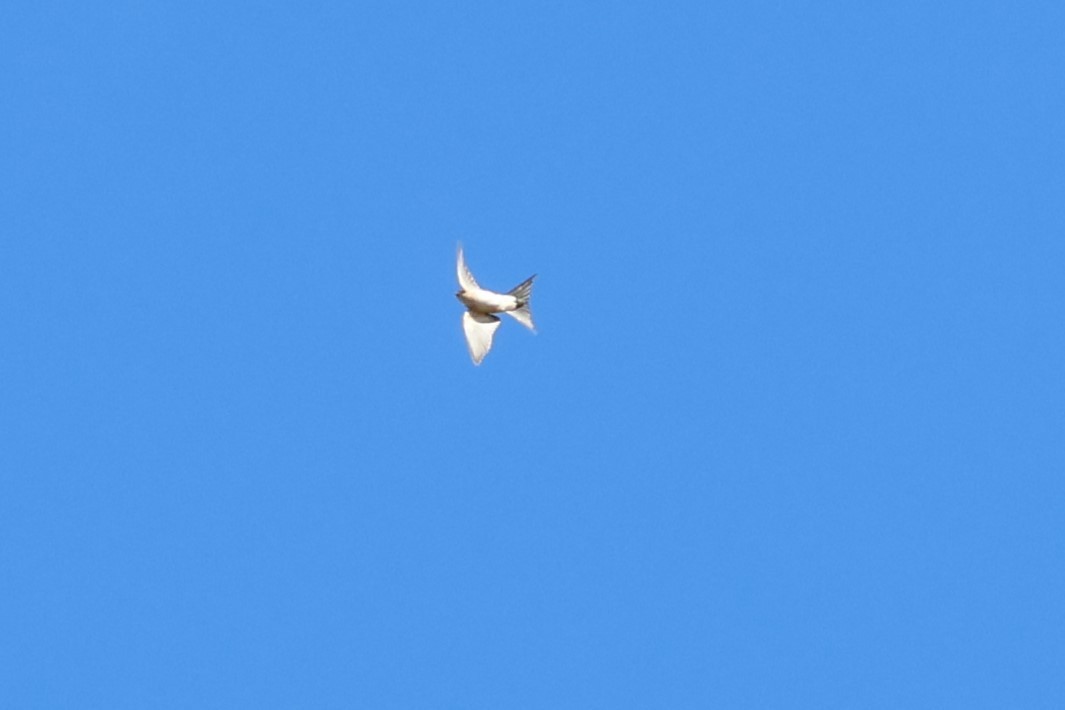 Red-rumped Swallow - ML609392232