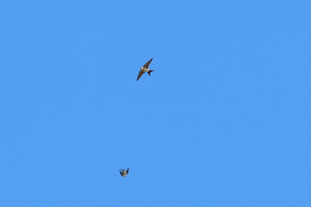 Red-rumped Swallow - ML609392233