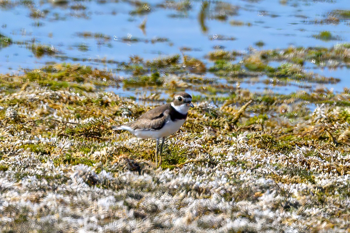 Semipalmated Plover - ML609392248
