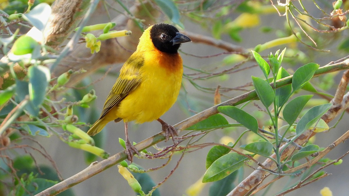 snovač černohlavý - ML609392264