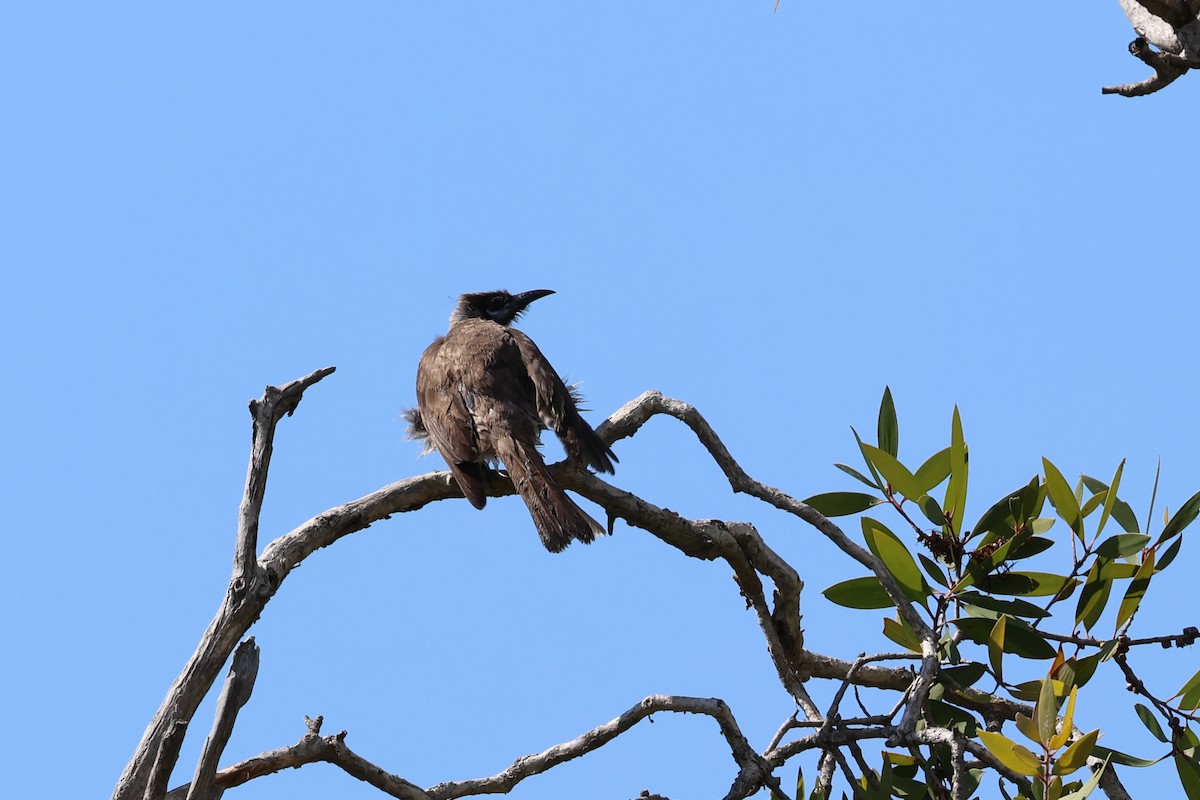 Polochion à menton jaune - ML609392279