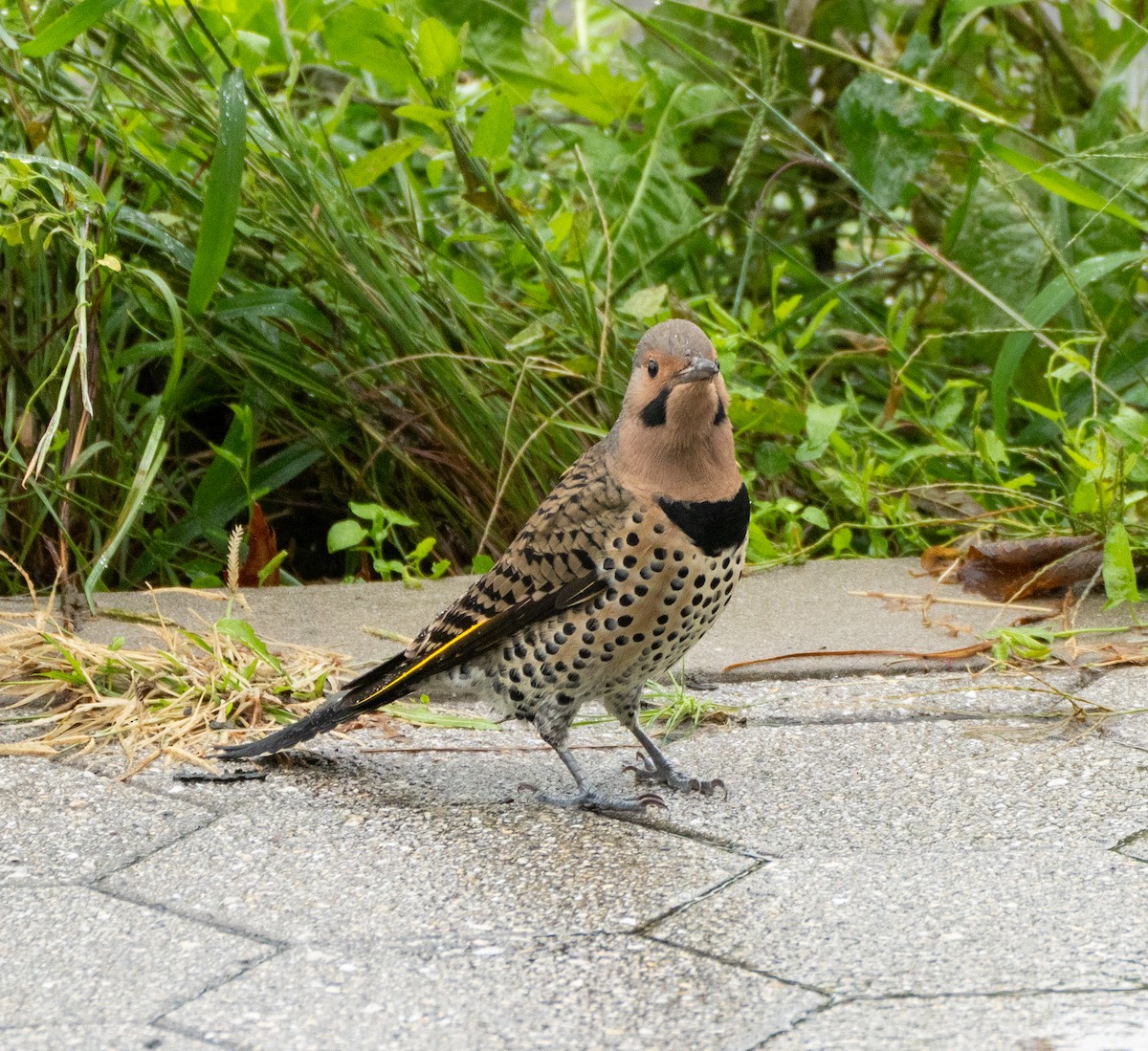 Northern Flicker - ML609392367