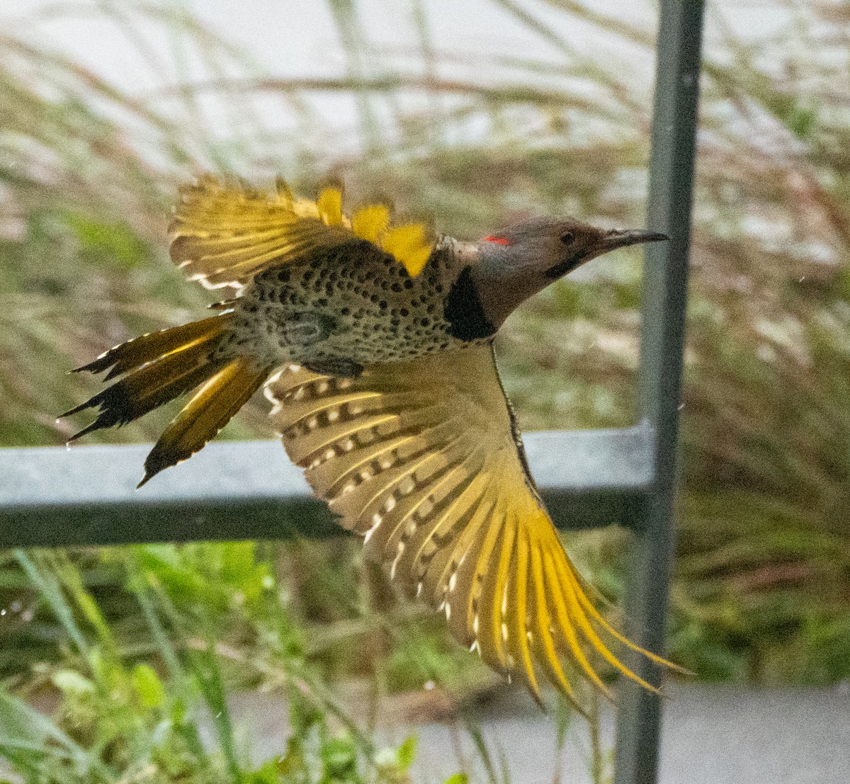 Northern Flicker - ML609392382