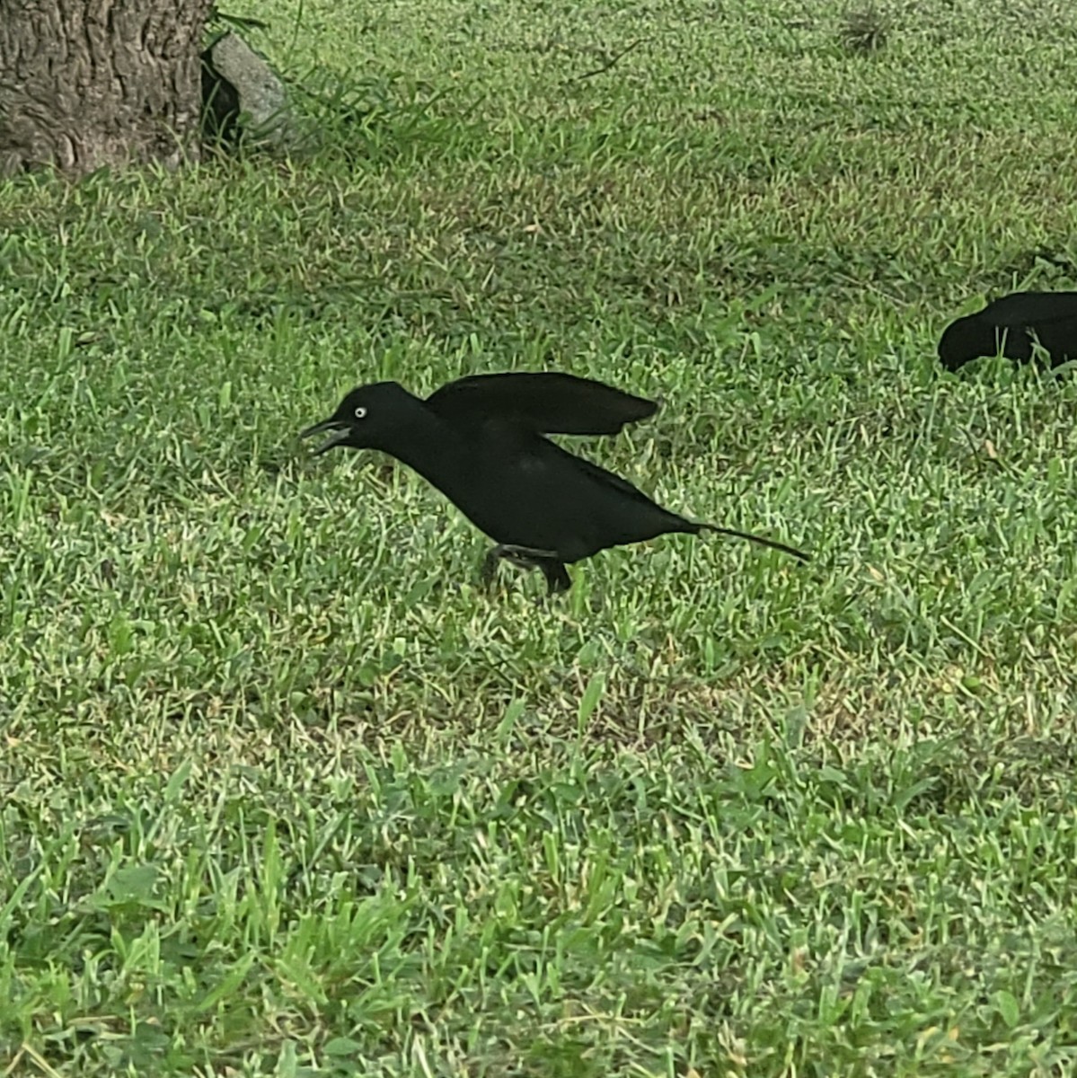 Greater Antillean Grackle - Lael Charles