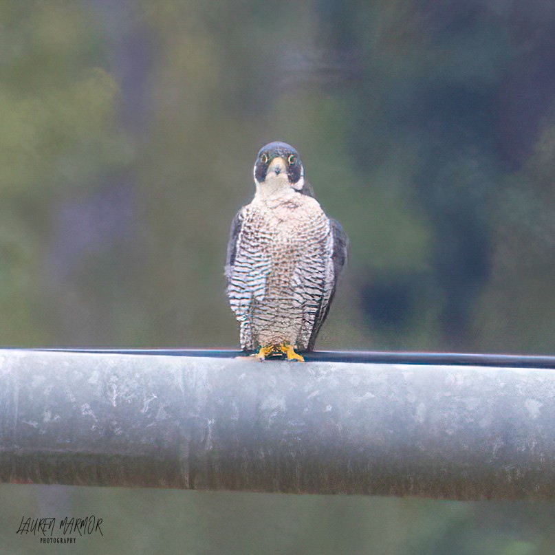 Peregrine Falcon - ML609392466