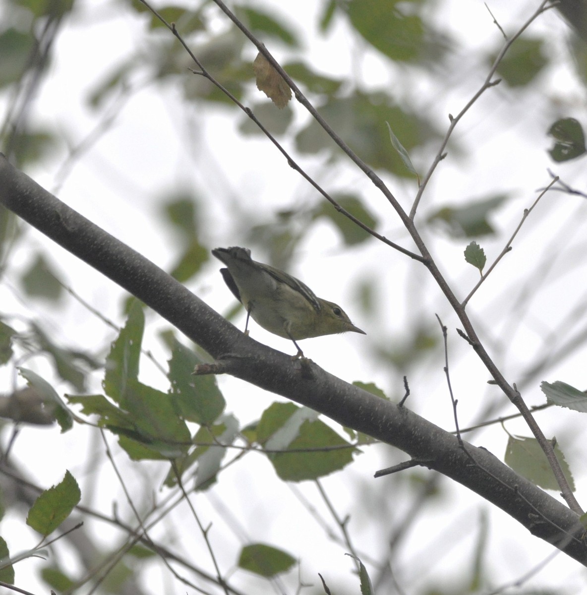 Blackpoll Warbler - kye jenkins