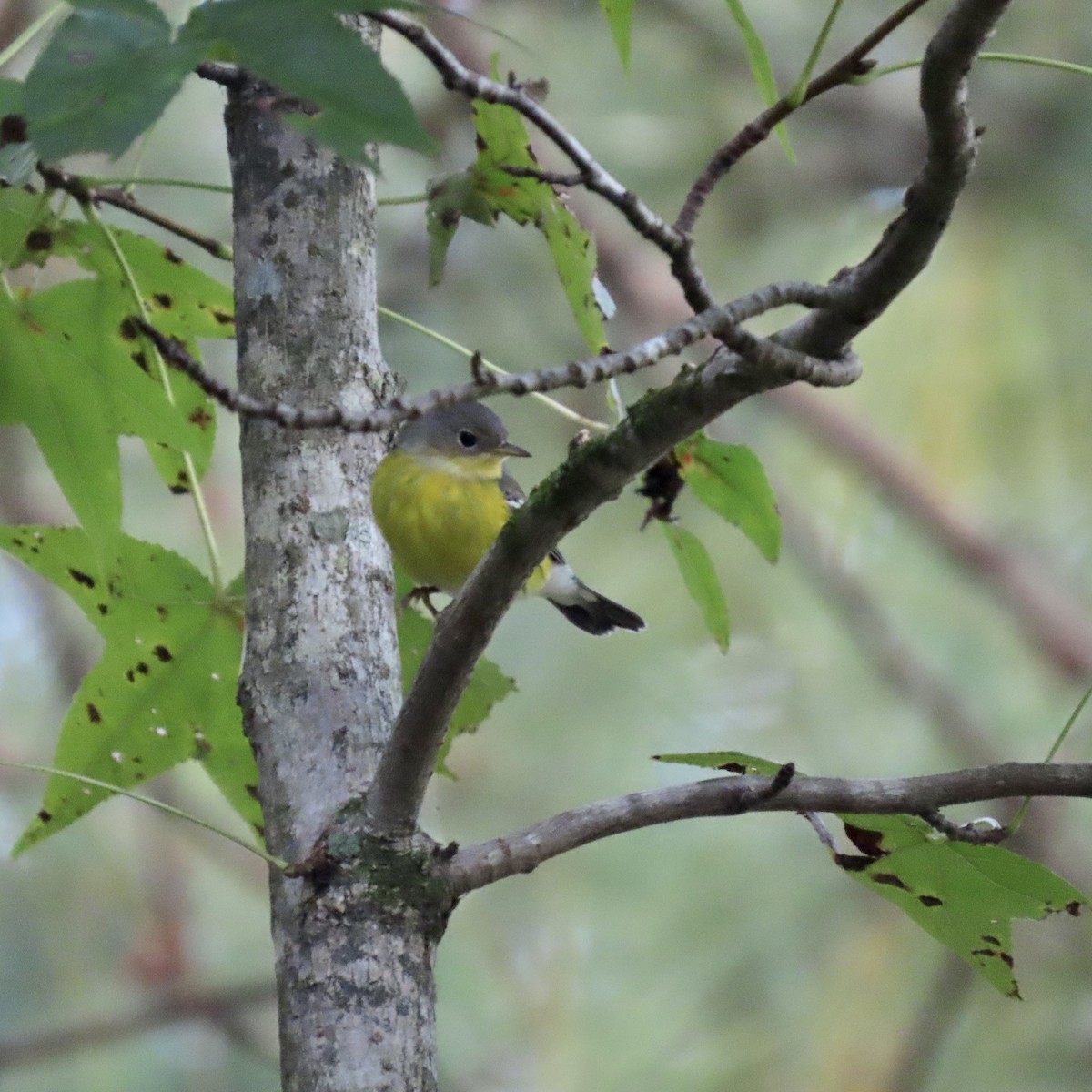 Magnolia Warbler - ML609392581