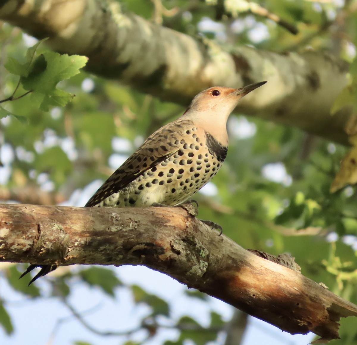 Northern Flicker - ML609392587