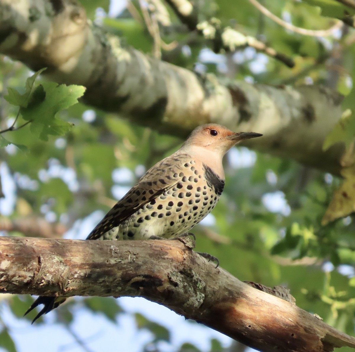 Northern Flicker - ML609392588