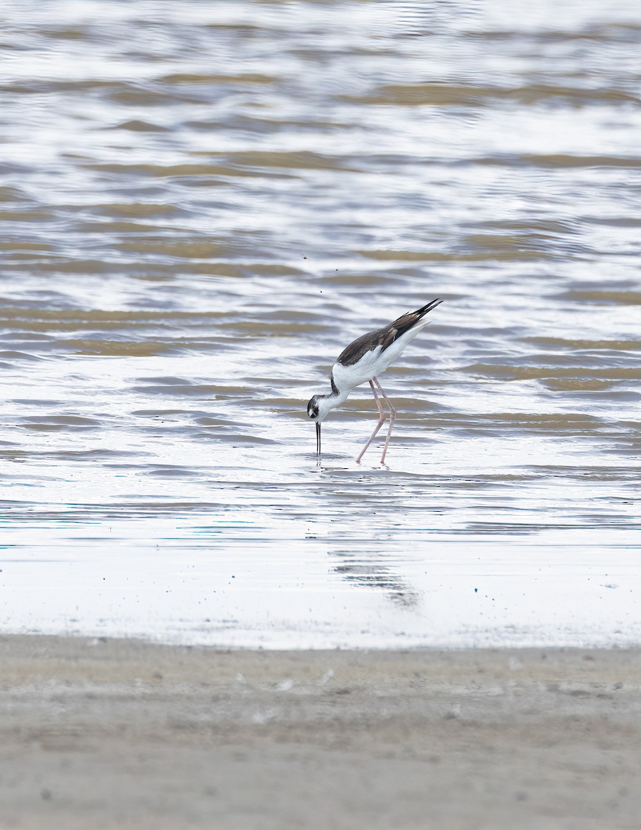 Black-necked Stilt - ML609392592