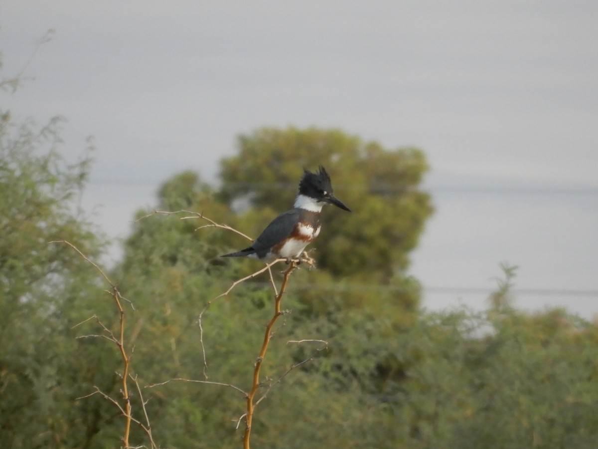 Belted Kingfisher - ML609392624