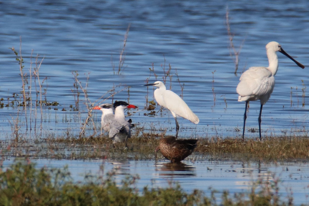 Caspian Tern - ML609392957