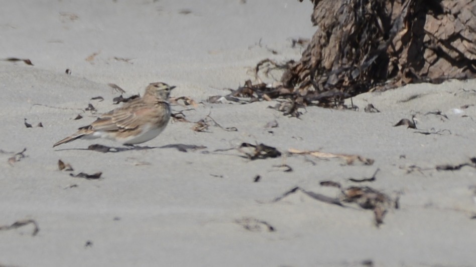 Horned Lark (Western rufous Group) - ML609392997