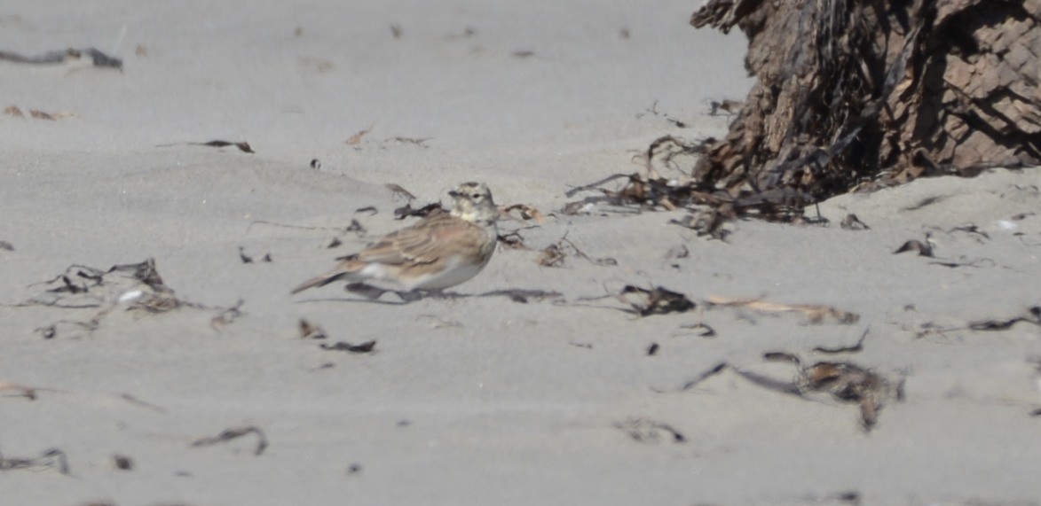 Horned Lark (Western rufous Group) - Spencer Vanderhoof