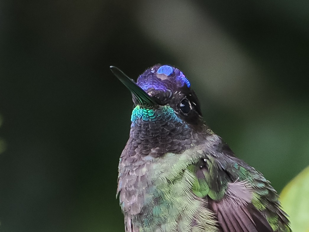 Talamanca Hummingbird - ML609393068