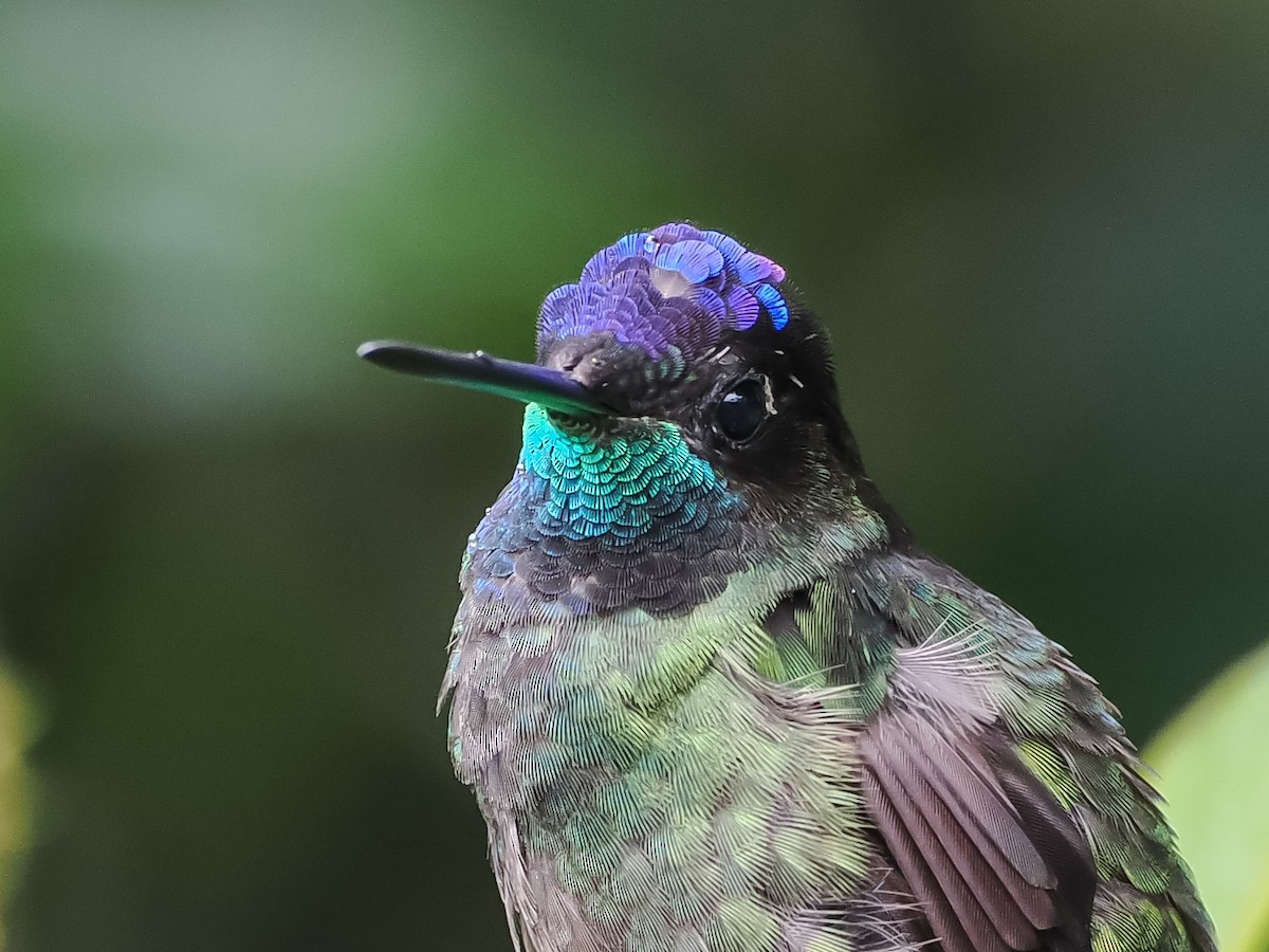 Talamanca Hummingbird - ML609393069