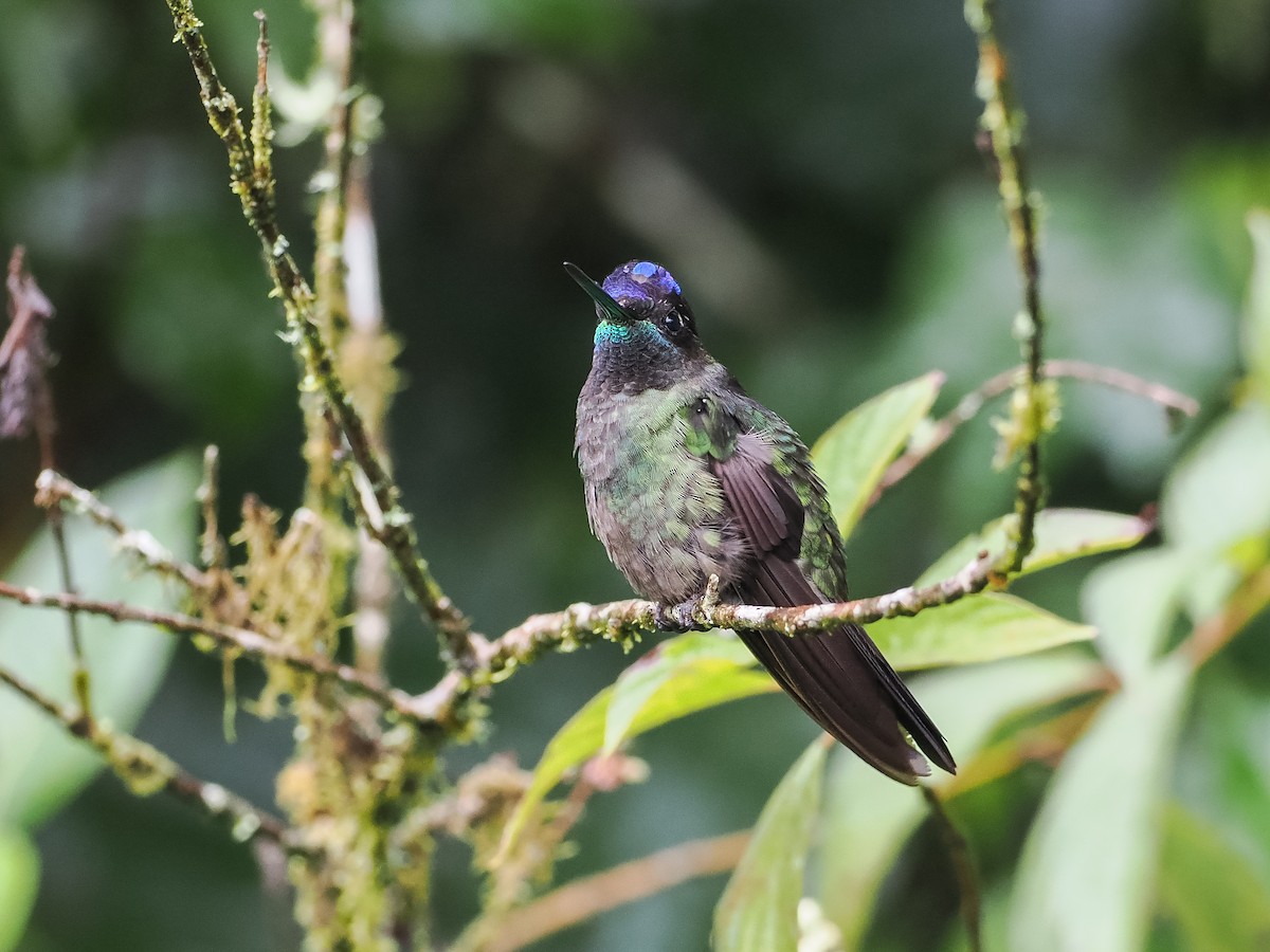 Talamanca Hummingbird - ML609393070