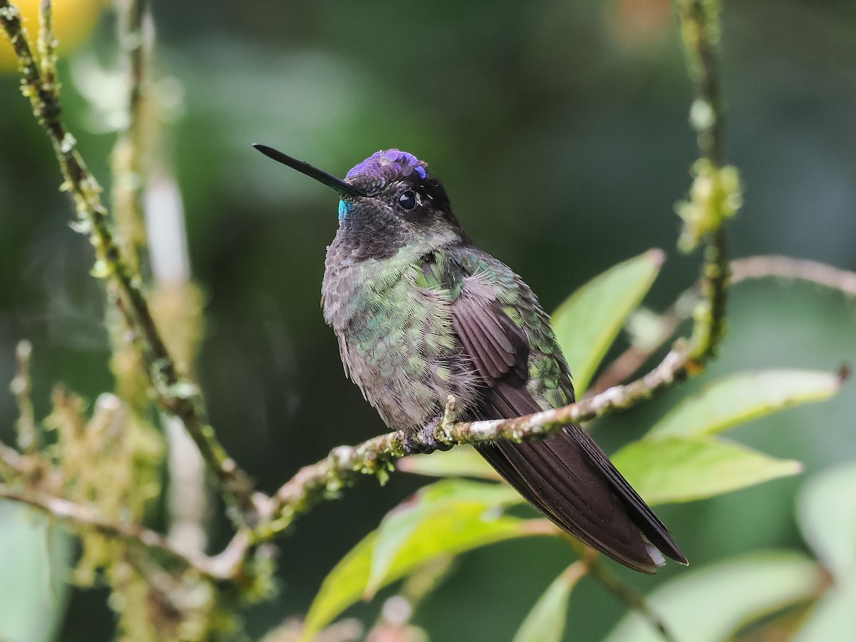 Talamanca Hummingbird - ML609393071