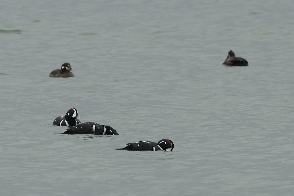 Harlequin Duck - ML609393178