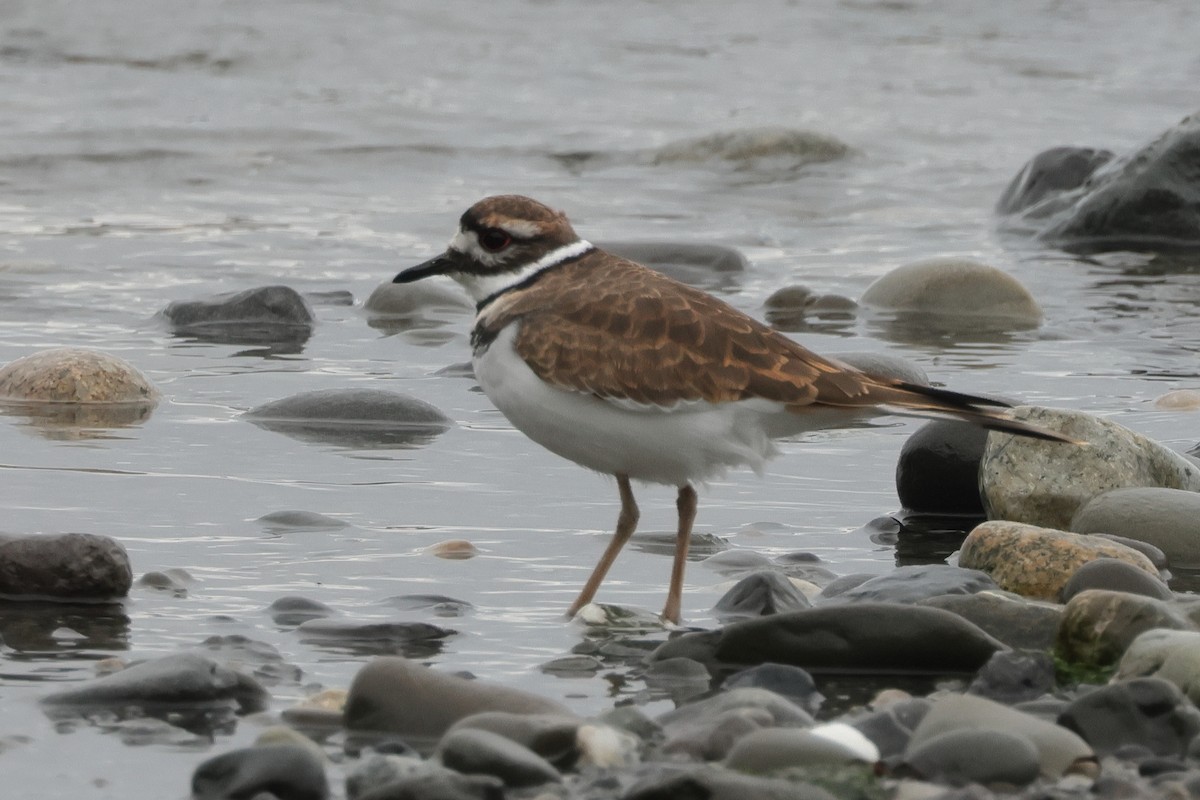 Killdeer - Jim Anderton