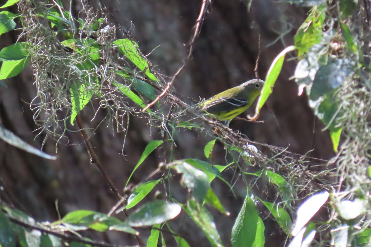 Magnolia Warbler - ML609393216