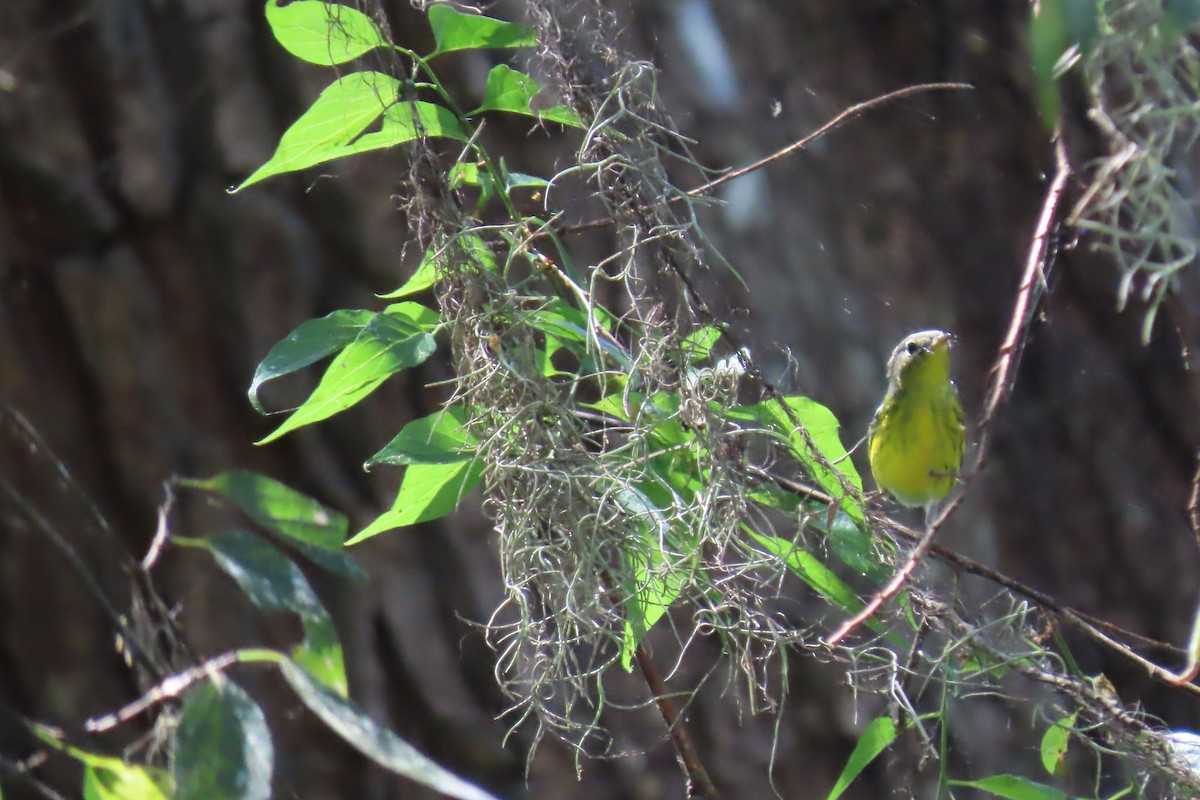 Magnolia Warbler - ML609393217