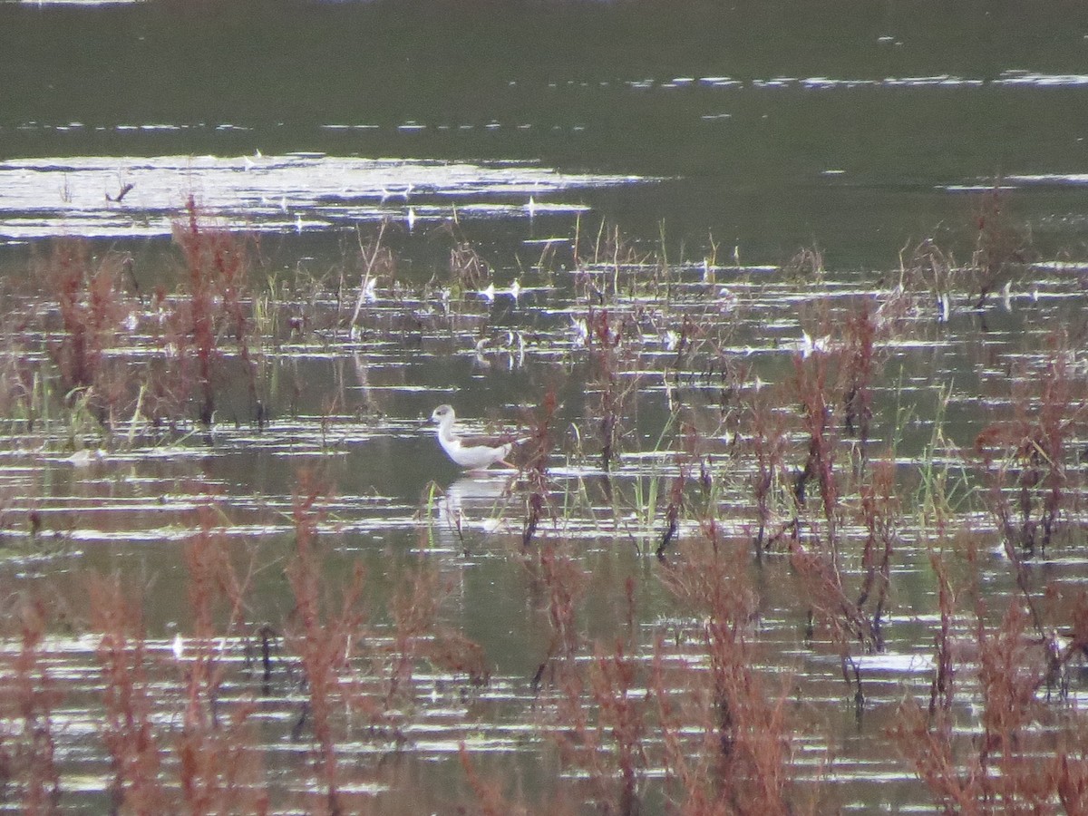 Black-winged Stilt - ML609393231