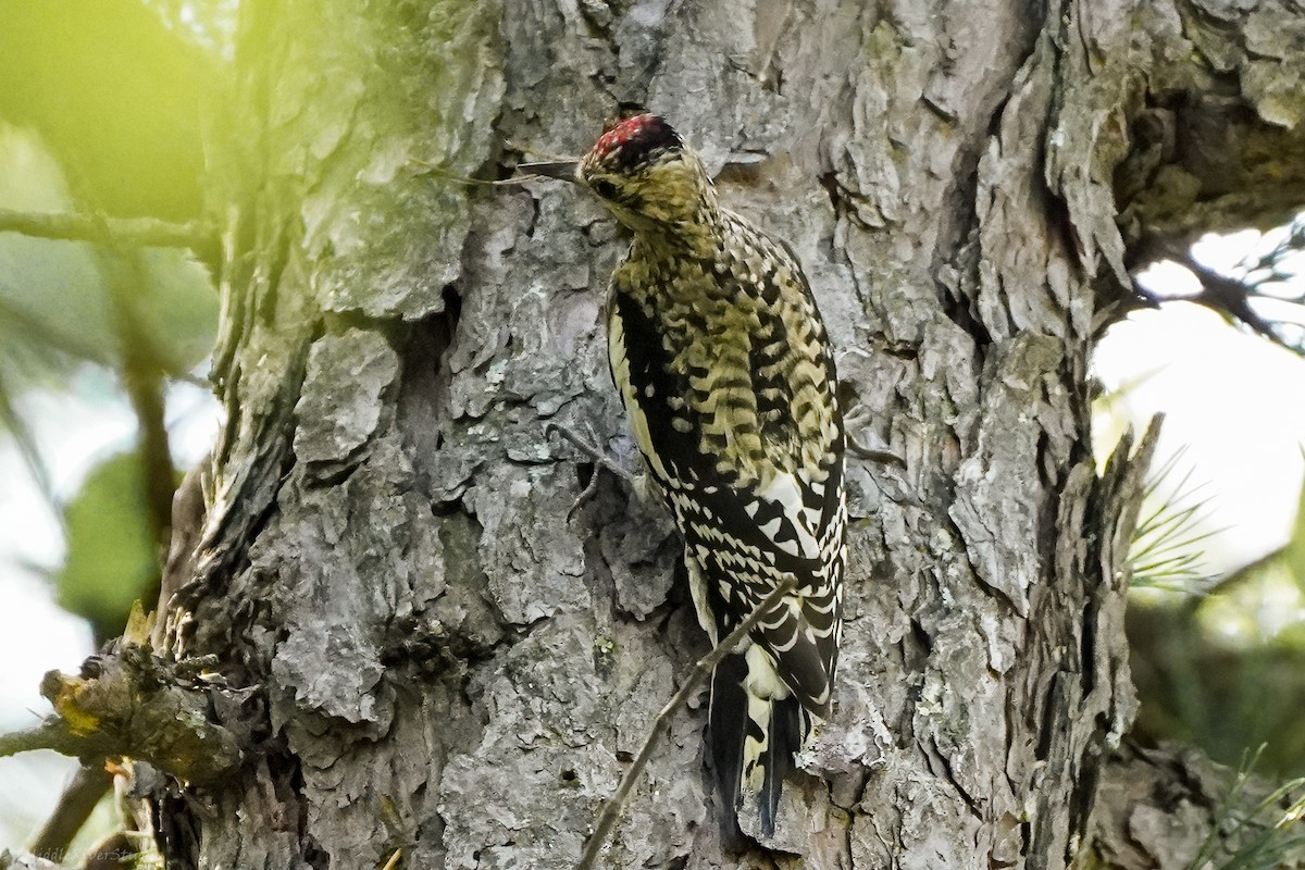 Yellow-bellied Sapsucker - ML609393246