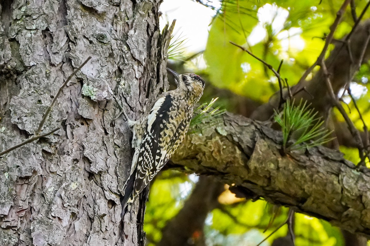 Yellow-bellied Sapsucker - Antonio Martinez