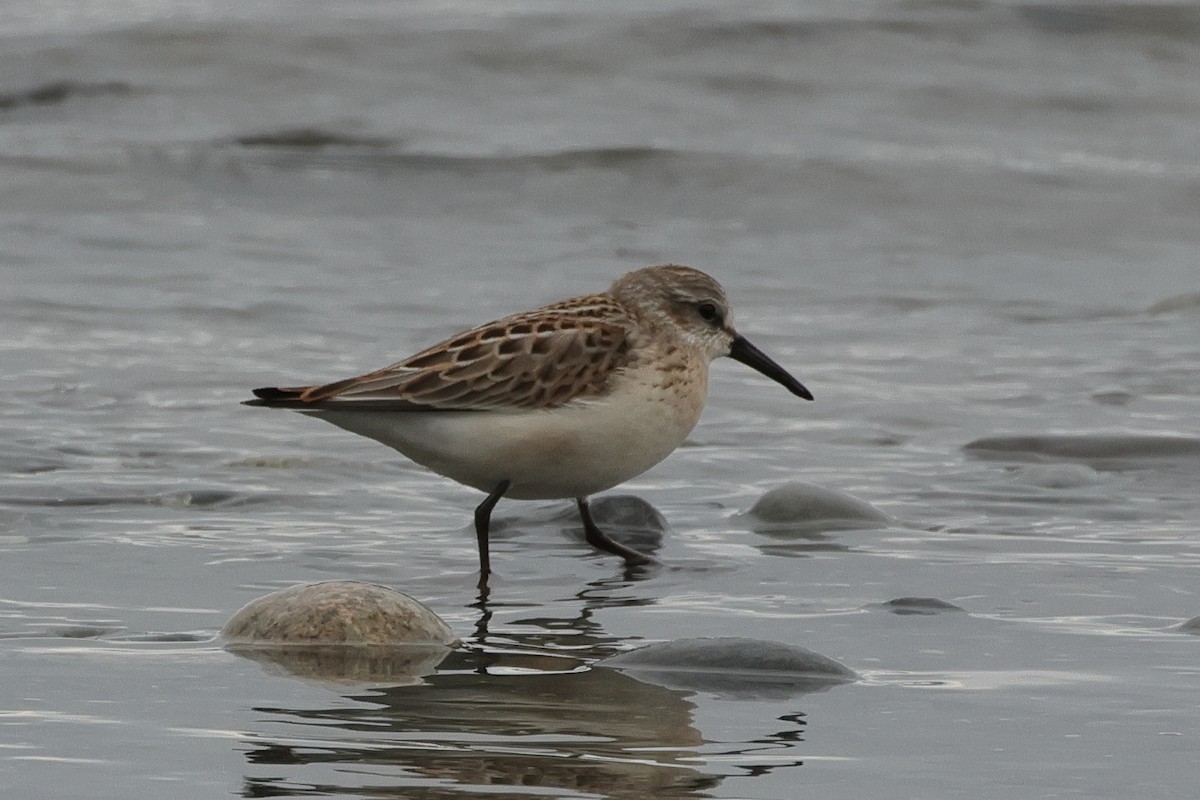 Western Sandpiper - Jim Anderton