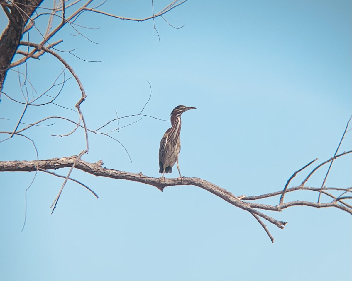 Green Heron - Kellie Moxness