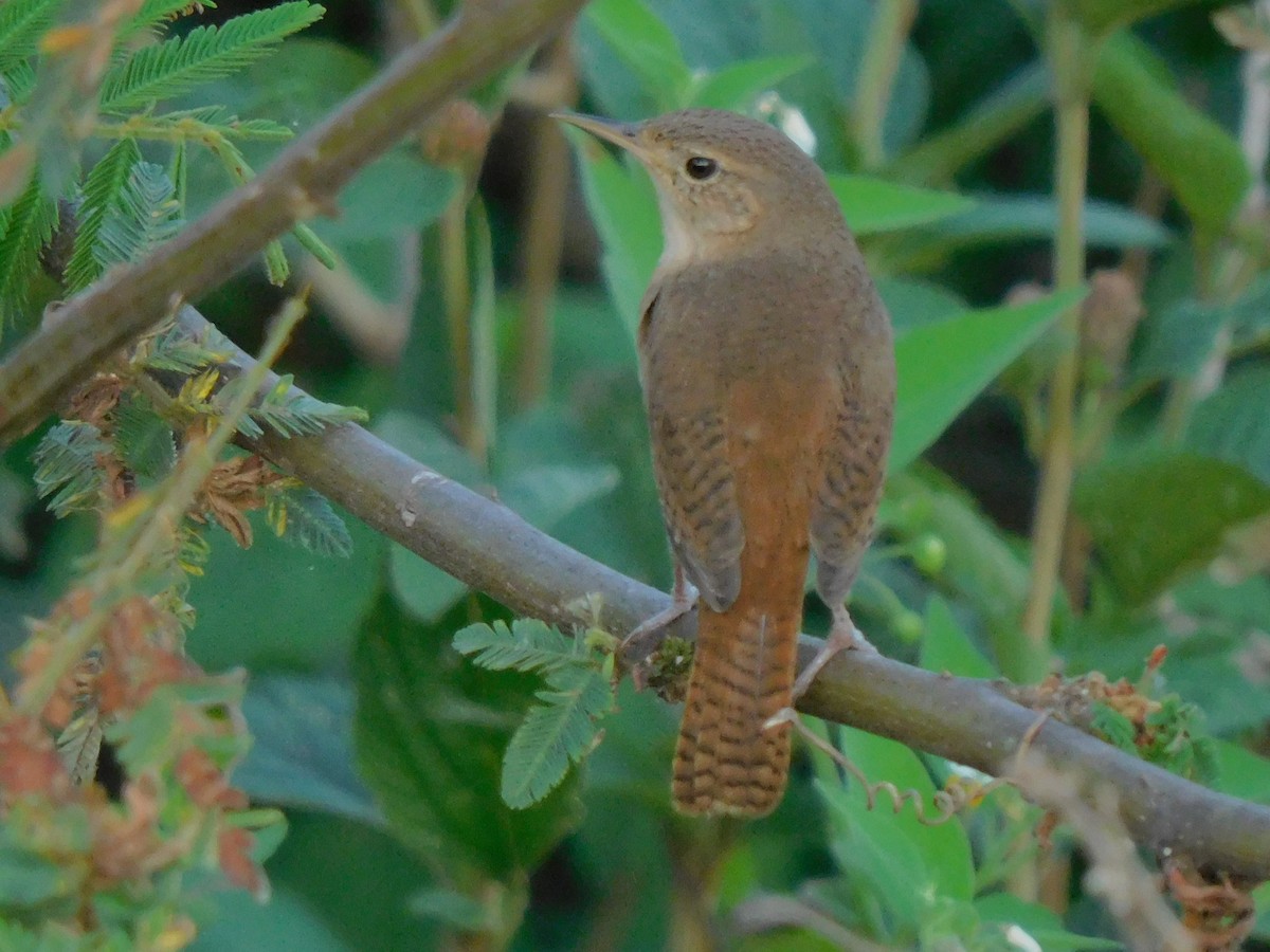 House Wren - ML609393357