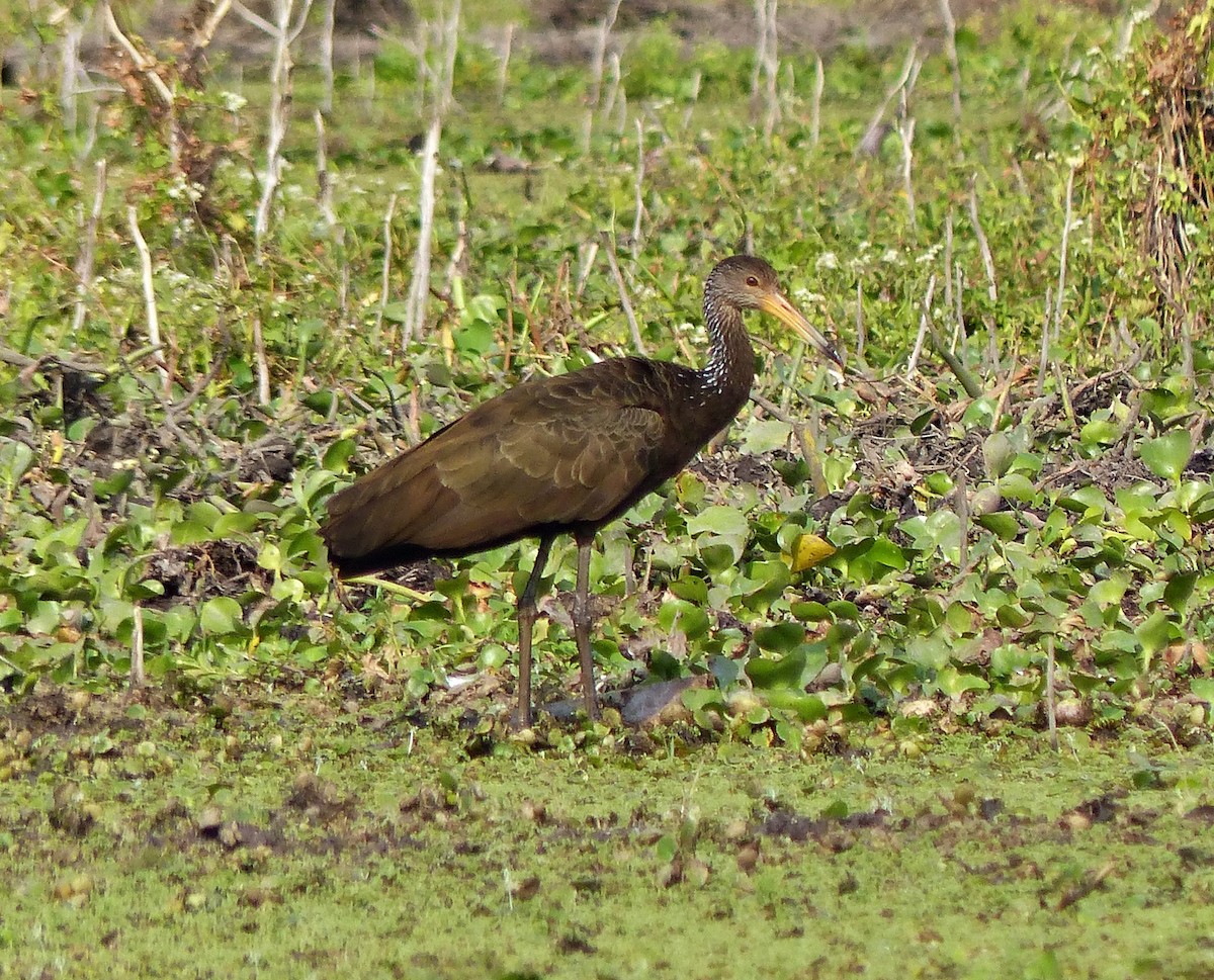 Limpkin - ML609393399