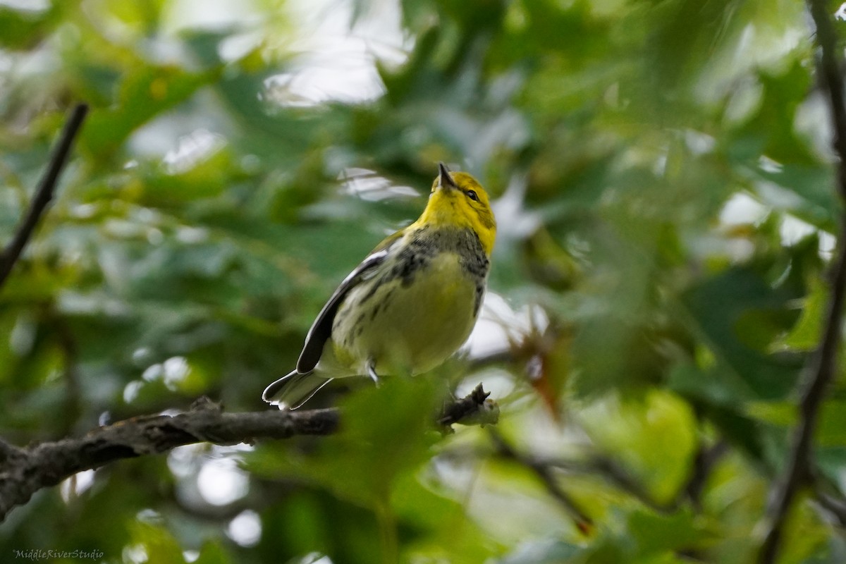 Black-throated Green Warbler - ML609393419