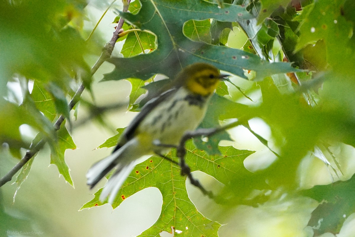 Black-throated Green Warbler - ML609393420