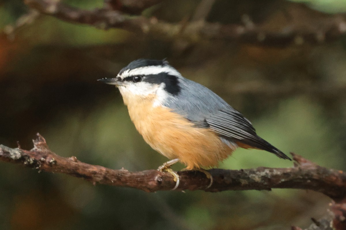 Red-breasted Nuthatch - ML609393444
